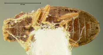 Media type: image;   Entomology 7032 Aspect: habitus ventral view
